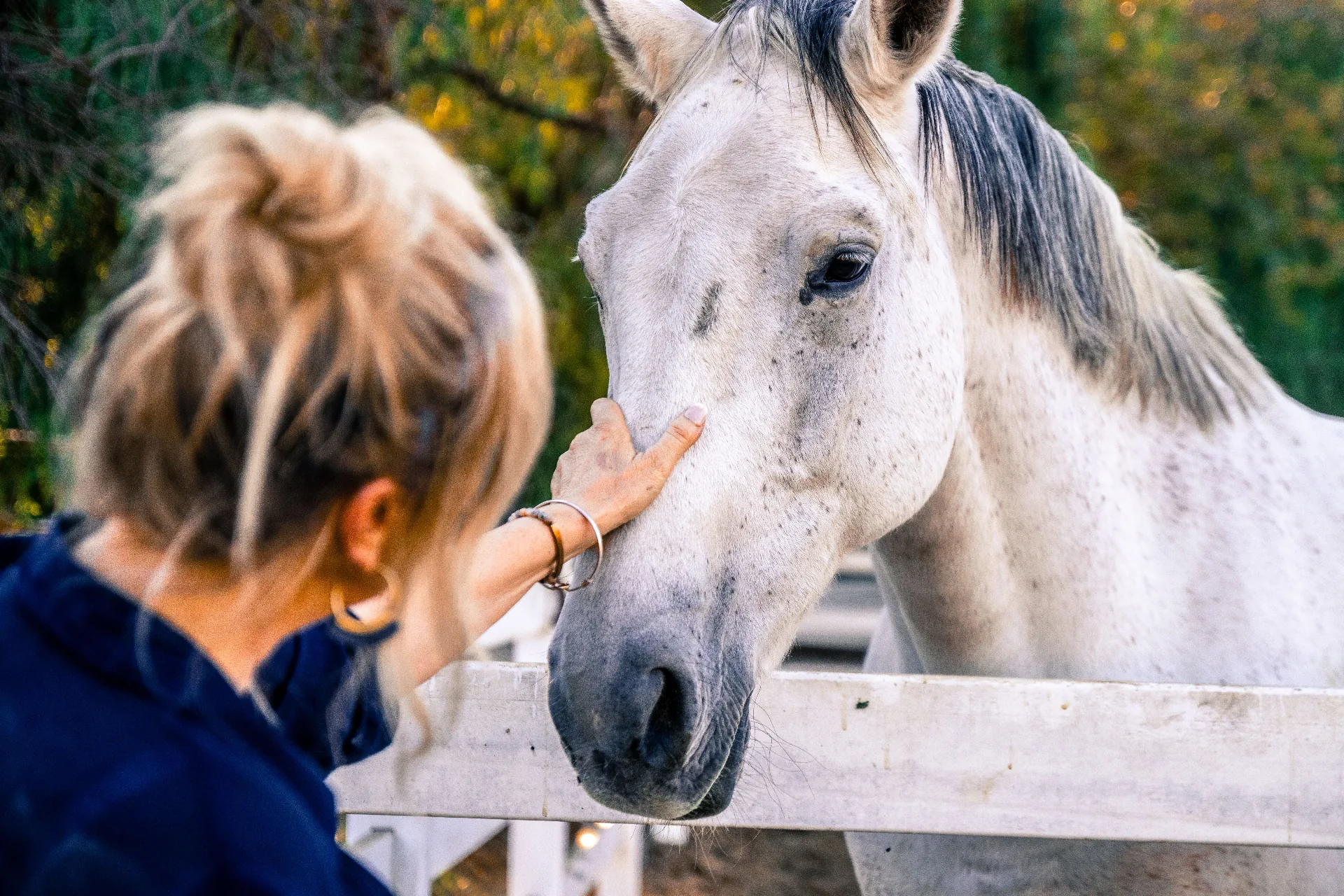Gentle hand resting on a calm white horse